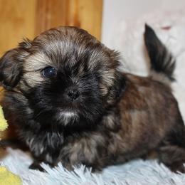 Girl 1 - Red female Shih Tzu puppy in Craig, Colorado from Rocky Mountain Shih Tzus and Dry Creek Miniature Dachshunds