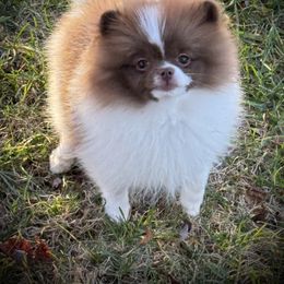 Girl 1 - Pomeranian puppy from T & D Poms