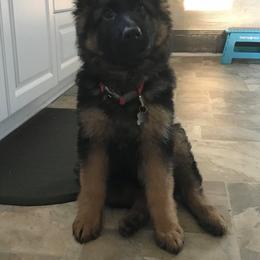 German Shepherd Puppies from Countryside Kennel