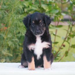 Annie - Black tri female Miniature American Shepherd puppy in Chocowinity, North Carolina from Foxtail Hollow