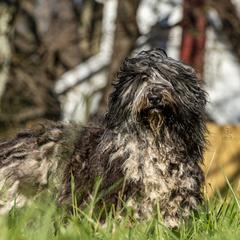 Tali - Bergamasco Sheepdog