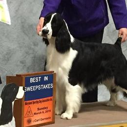 English Springer Spaniels and Samoyeds from Whitestone Samoyeds and Spaniels