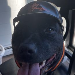Staffordshire Bull Terriers from Manorview Staffords