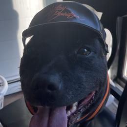 Staffordshire Bull Terriers from Manorview Staffords