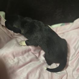 Anatolian Shepherd Dog Puppies from Florida Anatolian Shepherds