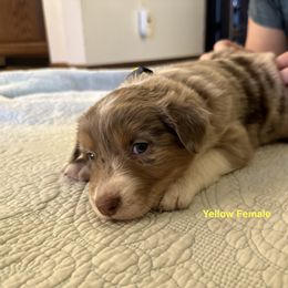 Australian Shepherd Puppies from Aussie Tree-O