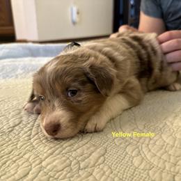 Australian Shepherd Puppies from Aussie Tree-O