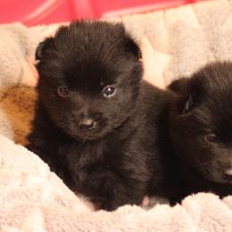 Schipperke Puppies from Walking Hart Schipperkes