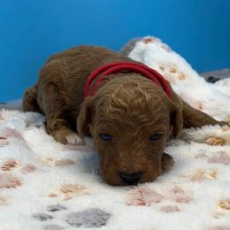 Red - Red  male Poodle puppy in Mauston, Wisconsin from Quiverfull Acres