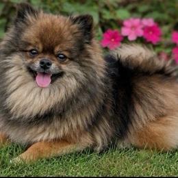 Eden - Pomeranian