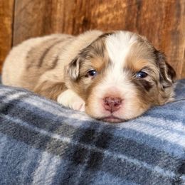 Dasher - Red merle male Miniature Australian Shepherd puppy in Tonasket, Washington from V5 Aussies