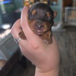 Oliver - Blue and gold male Yorkshire Terrier puppy in West Enfield, Maine from GRIFFEY'S SPA AND KENNEL
