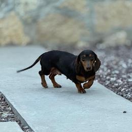 Mocha - Dachshund