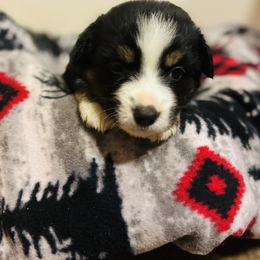 Miniature Australian Shepherd Puppies from Double-P Aussies