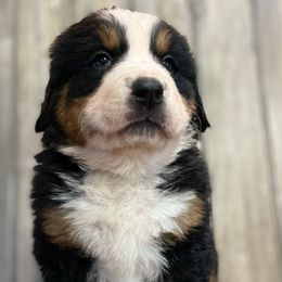 Inka - Black rust and white Bernese Mountain Dog puppy in New Haven, Indiana from Milan Berners