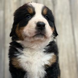 Inka - Black rust and white Bernese Mountain Dog puppy in New Haven, Indiana from Milan Berners