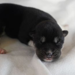Seraphina - Black and white female Siberian Husky puppy in Wiscasset, Maine from Running with Huskies