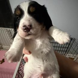 AKC Flounder - Piebald male Dachshund puppy in Erie, Michigan from Champagne’s Grinch Toe’d Dachshunds