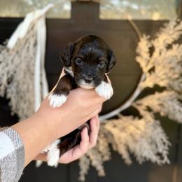 Emerald- green collar - Tri-color female Bernedoodle puppy in Salt Lake County, Utah from Coco Avenue Pups