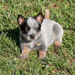 Betsy Ross - Blue mottled female Australian Cattle Dog puppy in Buffalo Valley, Tennessee from Buffalo Valley Breeders