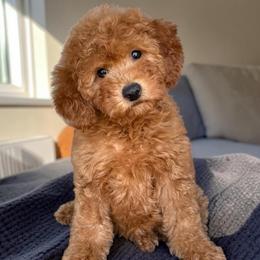 Amelia - Red  female Goldendoodle puppy in Tucson, Arizona from Adored Poodle & Doodles
