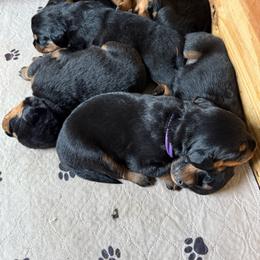 Boy 2 - Black and rust male Rottweiler puppy in Cheshire, Connecticut from Von Der Hügelspitze