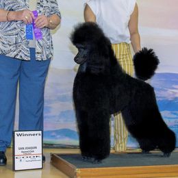 Pomeranians and Poodles from Poodles & Pomeranians of Manila