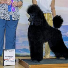 Pomeranians and Poodles from Poodles & Pomeranians of Manila