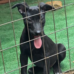 Lucy - Black female Belgian Malinois puppy in Greenville, South Carolina from Vuurhart Herders