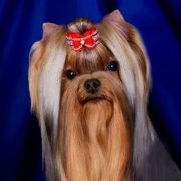 Whisper - Yorkshire Terrier