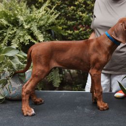 Blue - Rd whtn blk nose male Rhodesian Ridgeback puppy in Texas from African Legends Rhodesian Ridgebacks