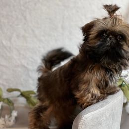 Shih Tzu Puppies from TinyHearts