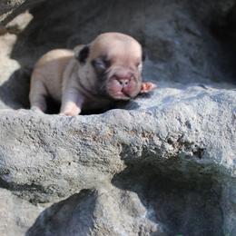 Boy 2 - male French Bulldog puppy in Saucier, Mississippi from Mississippi Sound Frenchies