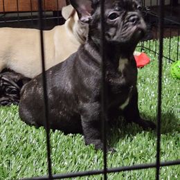 French Bulldog Puppies from 1017_kennels