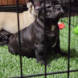 French Bulldog Puppies from 1017_kennels