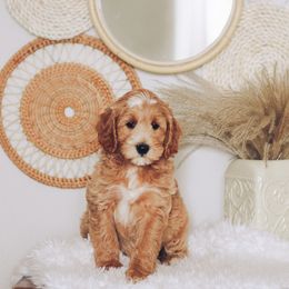 Goldendoodle Puppies from Sac River GoldenDoodles & BerneDoodles LLC