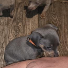 SBLM1 4-26 - Blue and tan male Miniature Pinscher puppy in Middle Point, Ohio from Knisely's Min Pins-AKC
