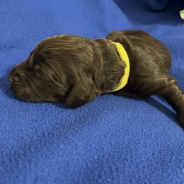 Boy 6 - Liver male Boykin Spaniel puppy in Stapleton, Alabama from Taensas Boykins