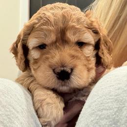 Cedar - Red female Cockapoo puppy in Fortuna, California from Dalton Poodles and Doodles