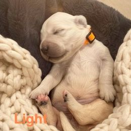 Almond - Light golden female Golden Retriever puppy in Salt Lake City, Utah from Soaring golden retrievers