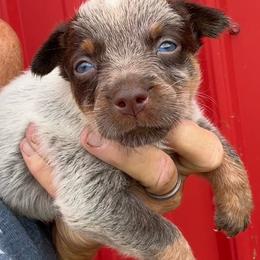 Girl 2 - Blue female Australian Cattle Dog puppy in Morton, Mississippi from Heart K Kennels