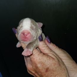 Boston Terrier Puppies from NanzBostz