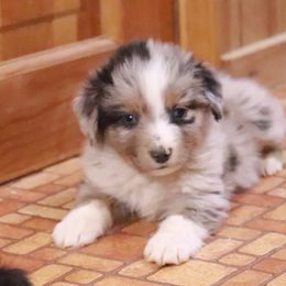 Miniature Australian Shepherd Puppies from Shady D Aussies