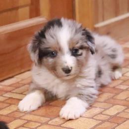 Miniature Australian Shepherd Puppies from Shady D Aussies