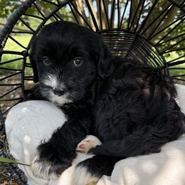 Callie - Cavapoo puppy from That’s My Puppy