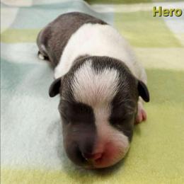 Hero - Blue male American Staffordshire Terrier puppy in Clintwood, Virginia from SkyBlue Kennel