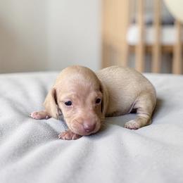 Oak - Cream male Dachshund puppy in Philomath, Oregon from Bailey’s Dachshunds