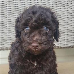 Diana - Brown female Poodle puppy in Missouri from KDK Missouri Miniature Poodles