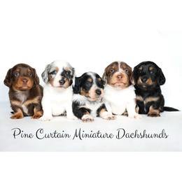 Dachshunds from Pine Curtain Miniature Dachshunds