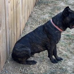 Cane Corso from Kyrell Johnson